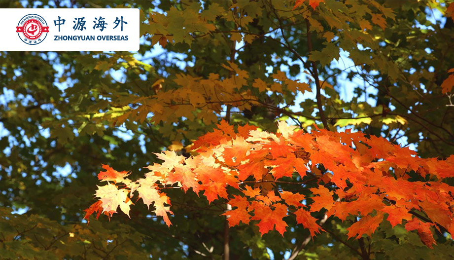 1600395637501810.jpg 新6.jpg